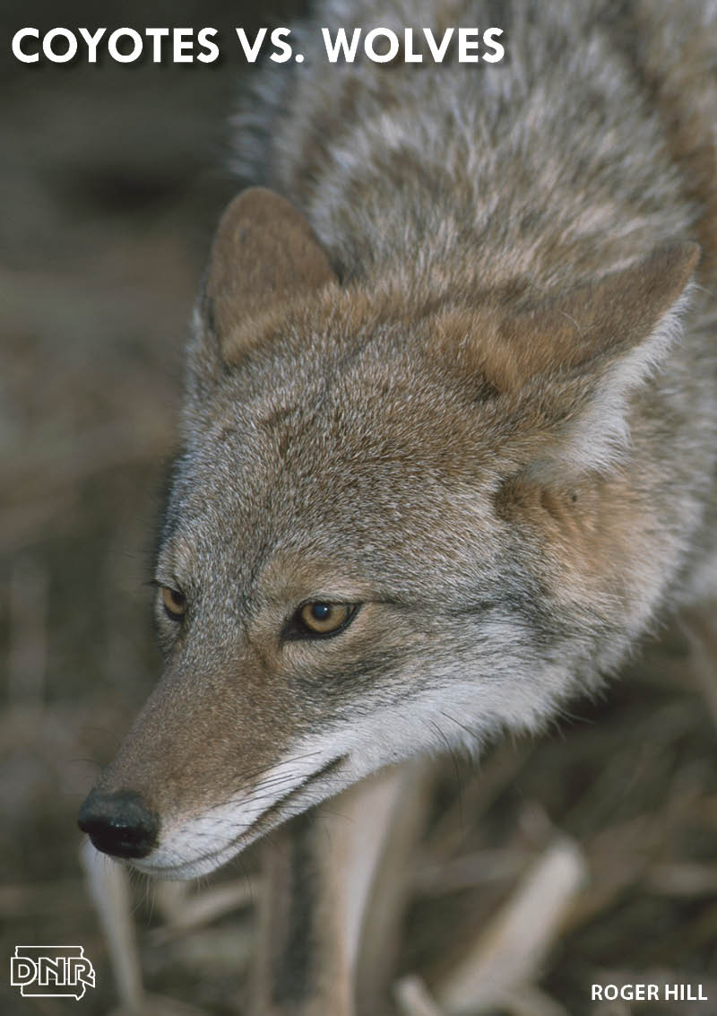 Know how to tell a coyote from a wolf with 4 quick tips | Iowa DNR